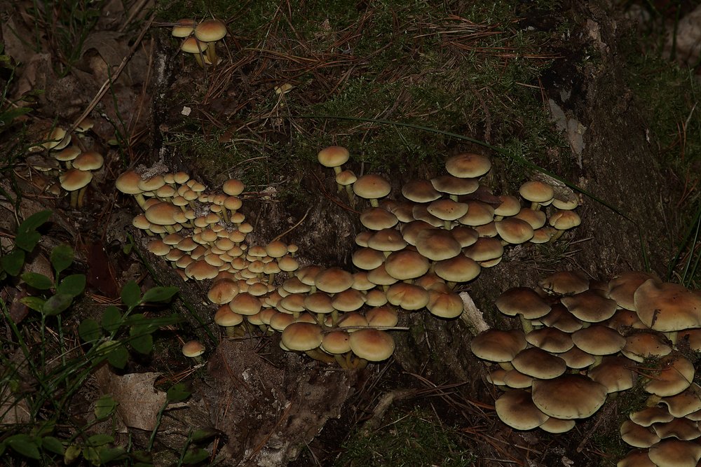 Rauchblaettriger Schwefelkopf-a.jpg