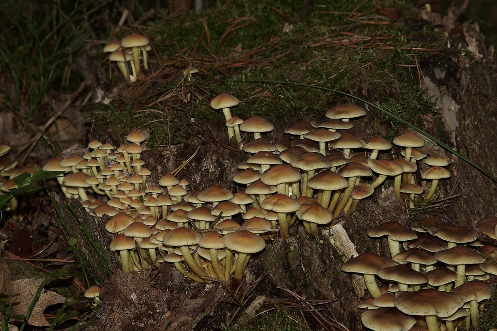 Rauchblaettriger Schwefelkopf-b.jpg