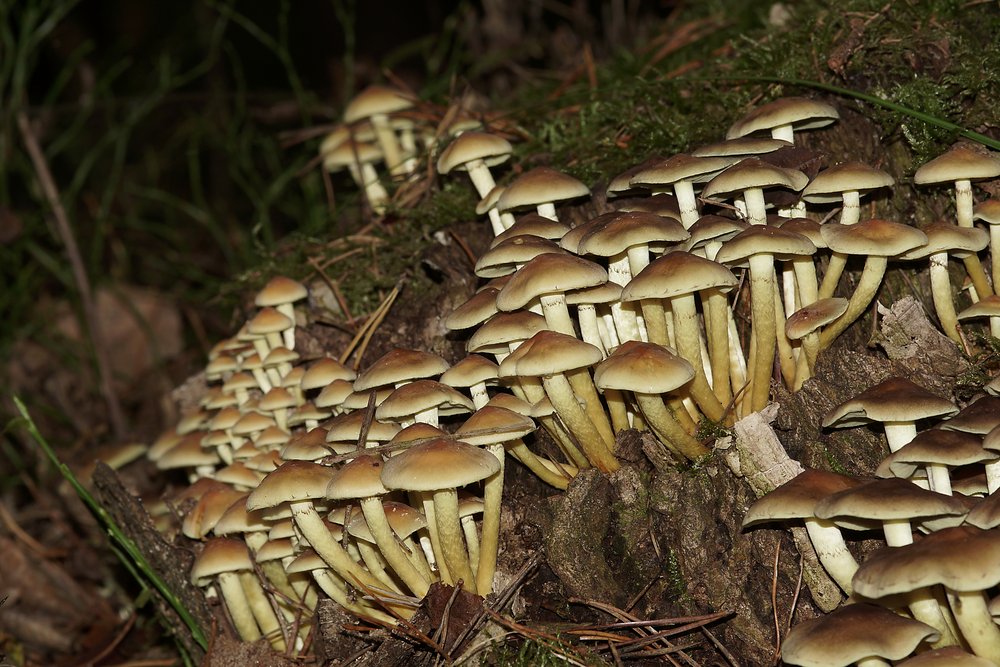 Rauchblaettriger Schwefelkopf-c.jpg