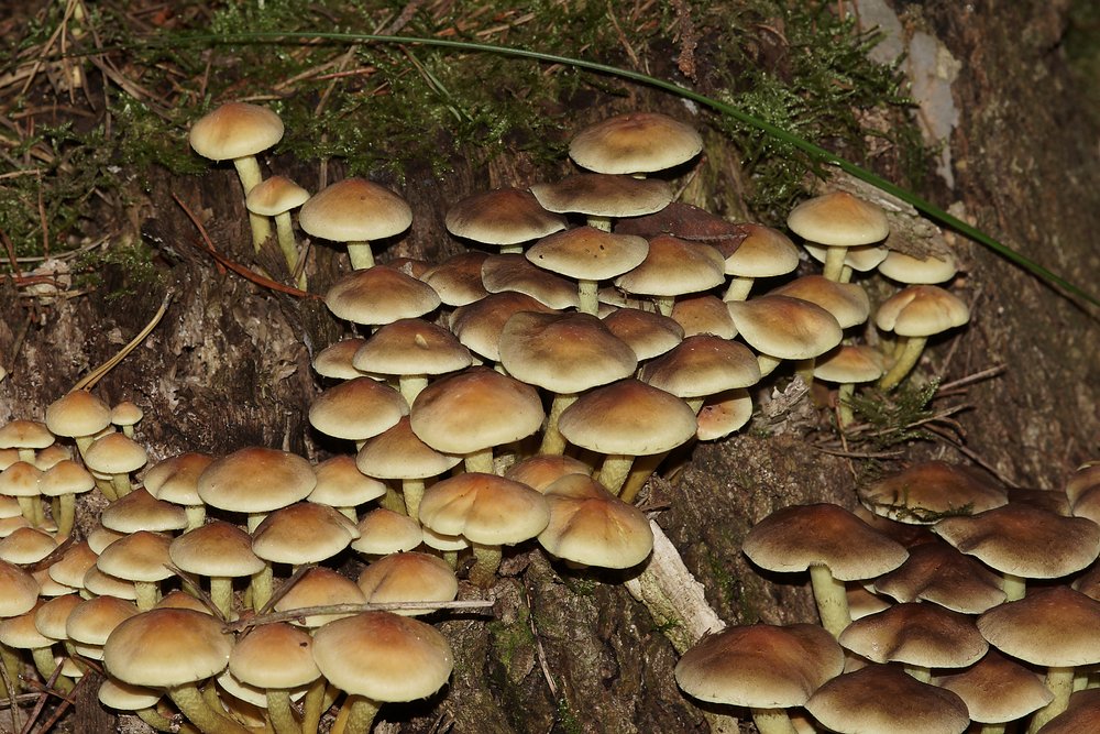 Rauchblaettriger Schwefelkopf-d.jpg