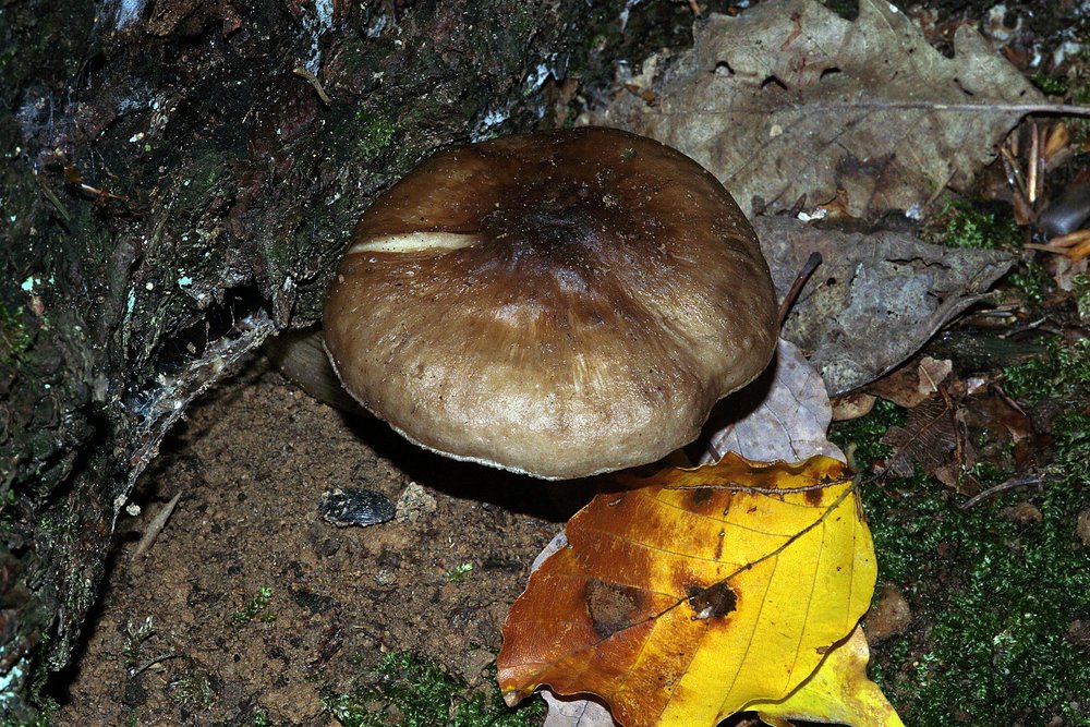 Rehbrauner Dachpilz pluteus spec.jpg