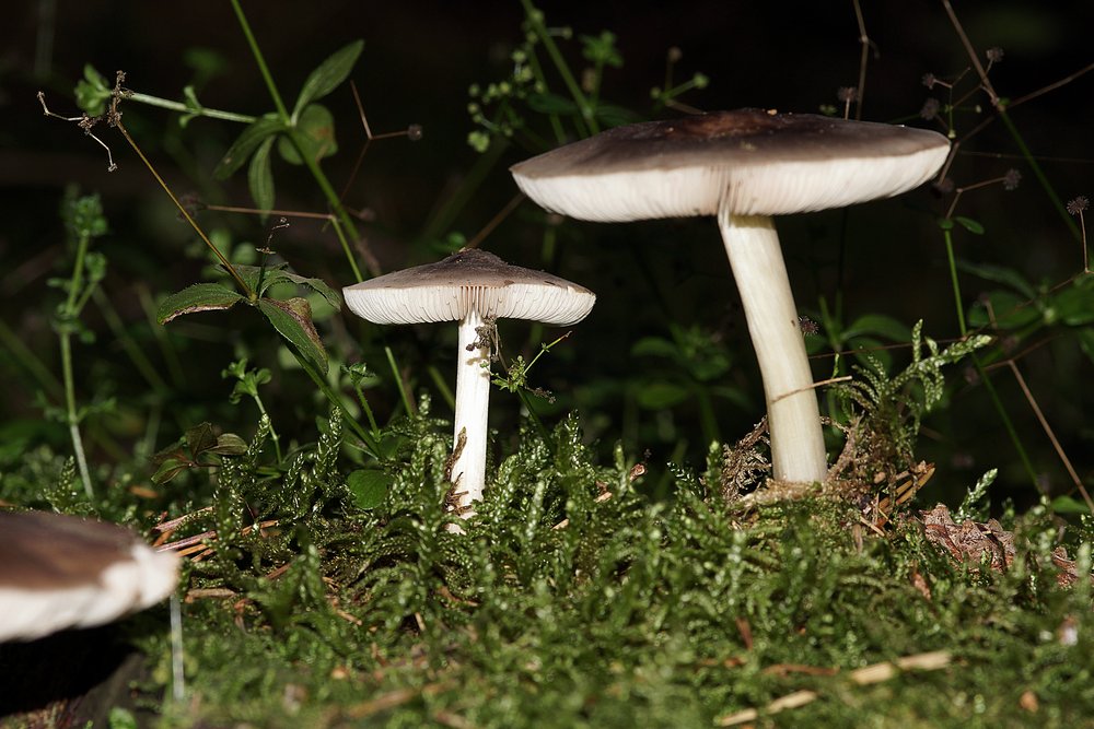 Rehbrauner Dachpilz-Pluteus cervinus-a.jpg