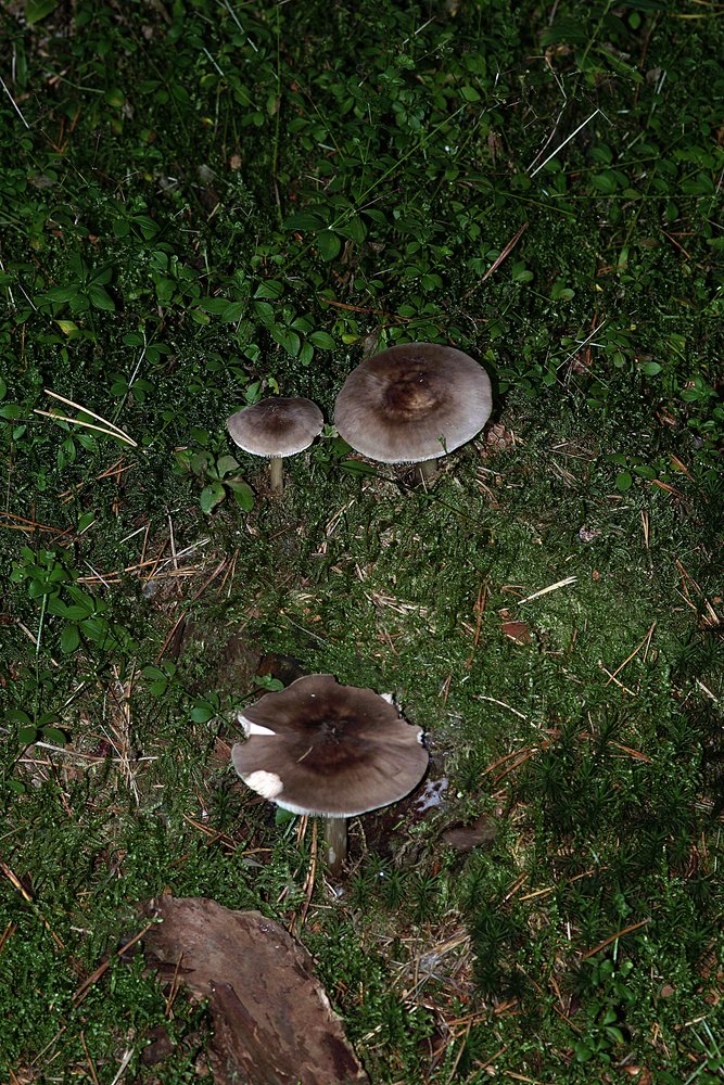 Rehbrauner Dachpilz-Pluteus cervinus.jpg
