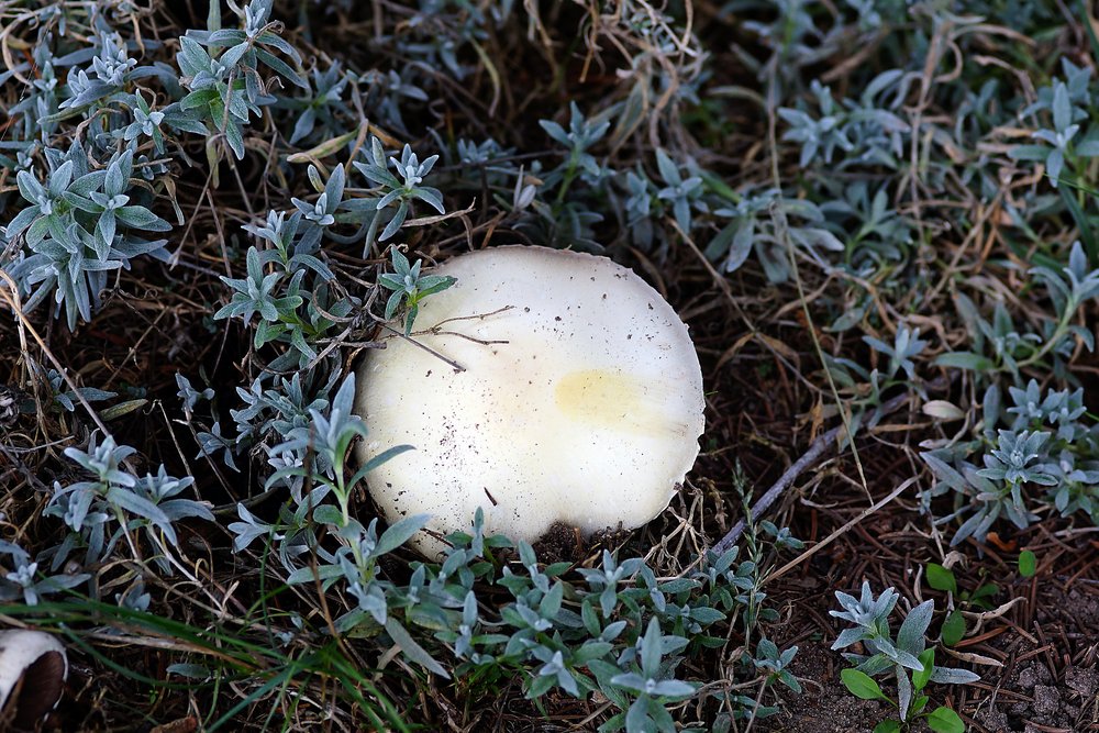 Riesenbovist-a.jpg