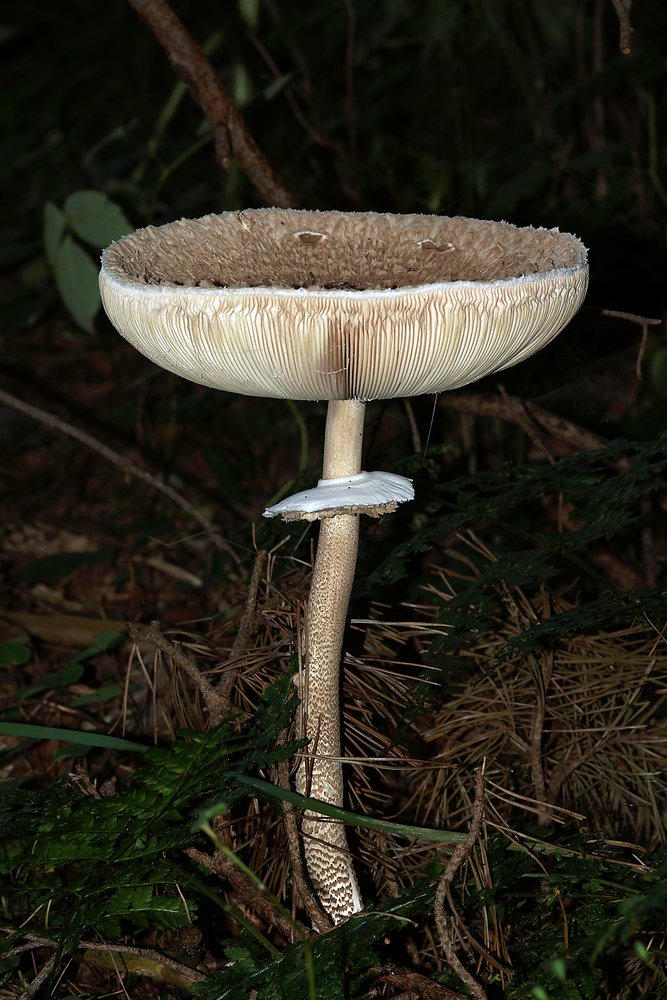 Riesenschirmpilz-a.jpg