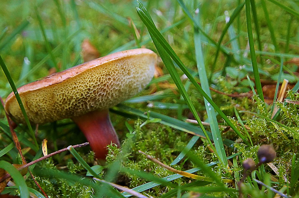 Ringloser Butterpilz-A.jpg