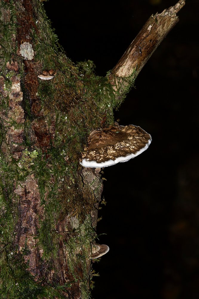 Roetende Tramete Daedaleopsis confragosa-a.jpg