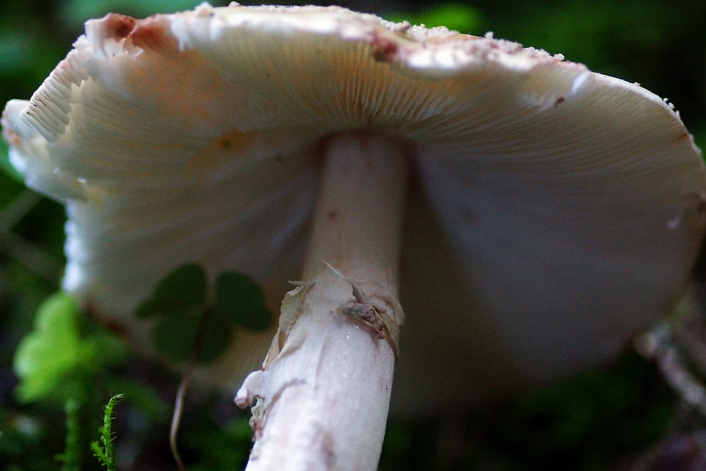 Roetender Wulstling Amanita rubescens-b.jpg