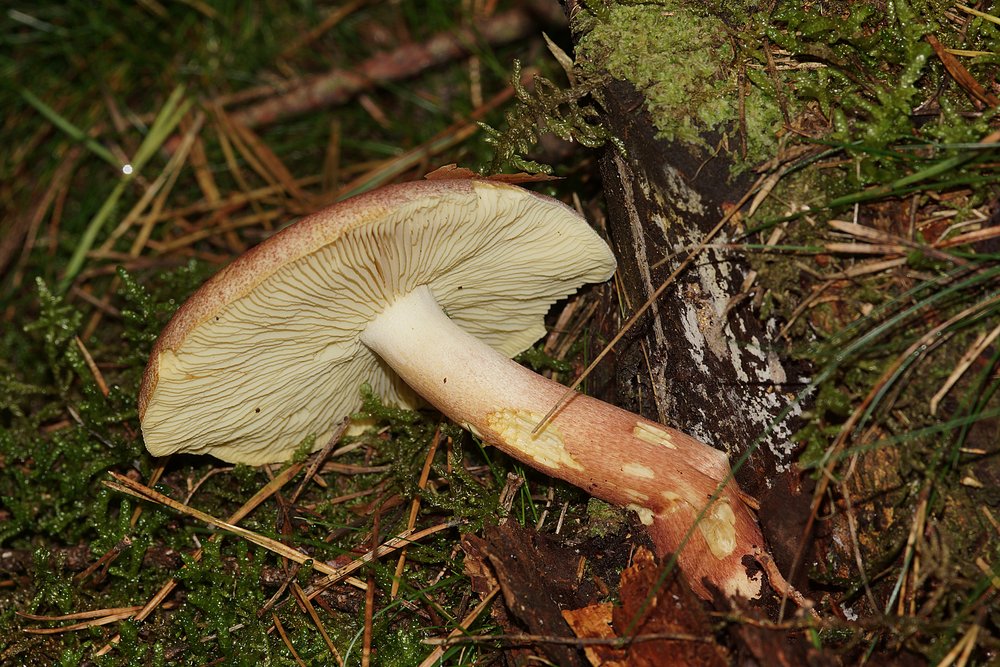 Roetlicher Holzritterling-1-a.jpg