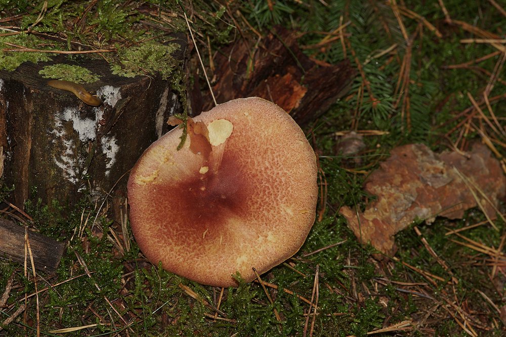 Roetlicher Holzritterling-1.jpg