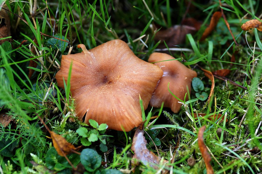 Roetlicher Lacktrichterling-a.jpg