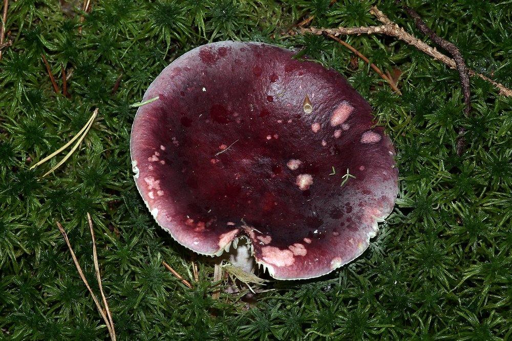 Roter-Herings-Taeubling.jpg