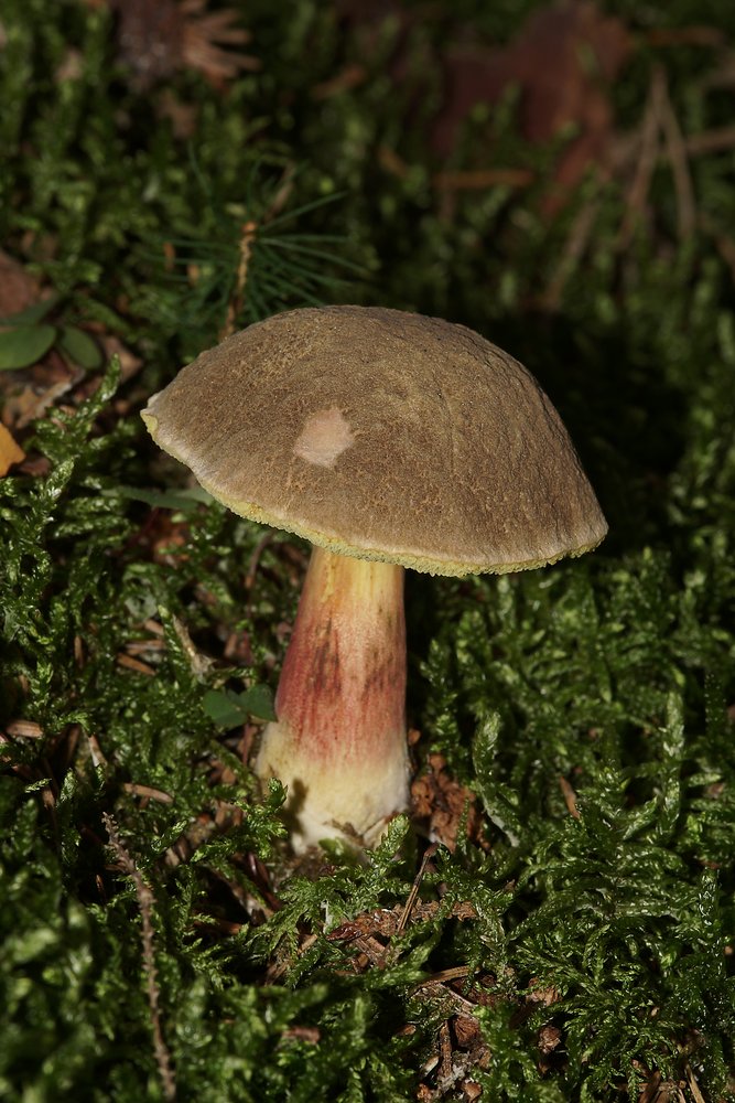 Rotfuss-Roehrling-a.jpg