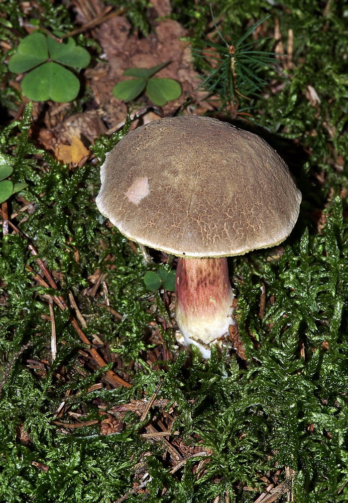 Rotfuss-Roehrling.jpg