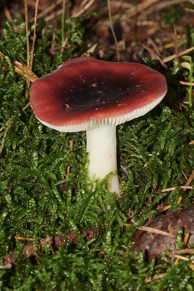 Russula atropurpurea-a.jpg