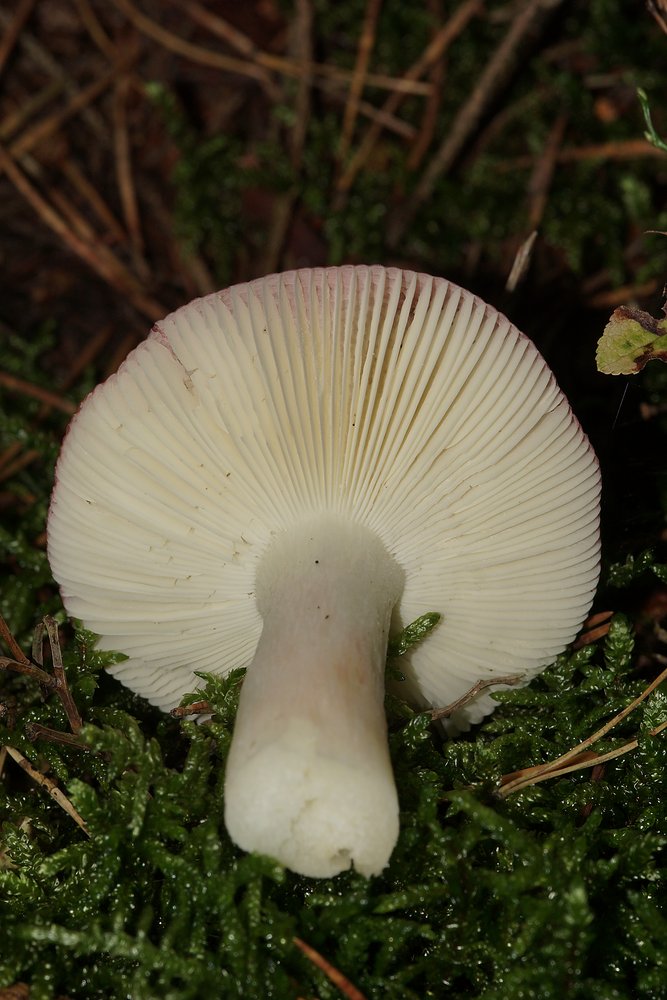 Russula atropurpurea-b.jpg