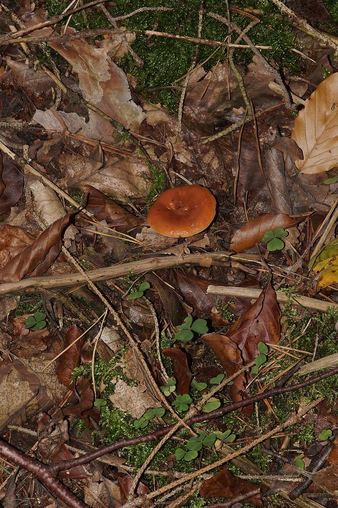 Süssliche Buchen-Milchling.jpg