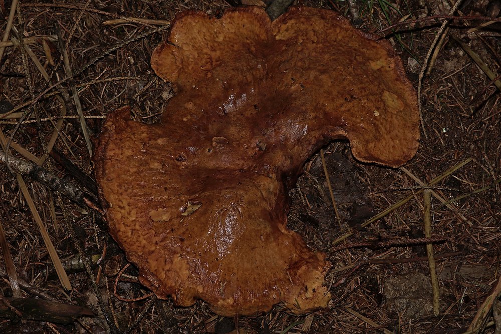 Samtfuss-krempling2-a.jpg