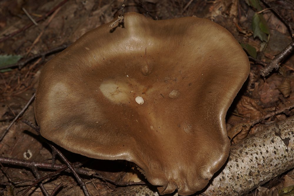 Schleierling (Cortinarius sp..jpg