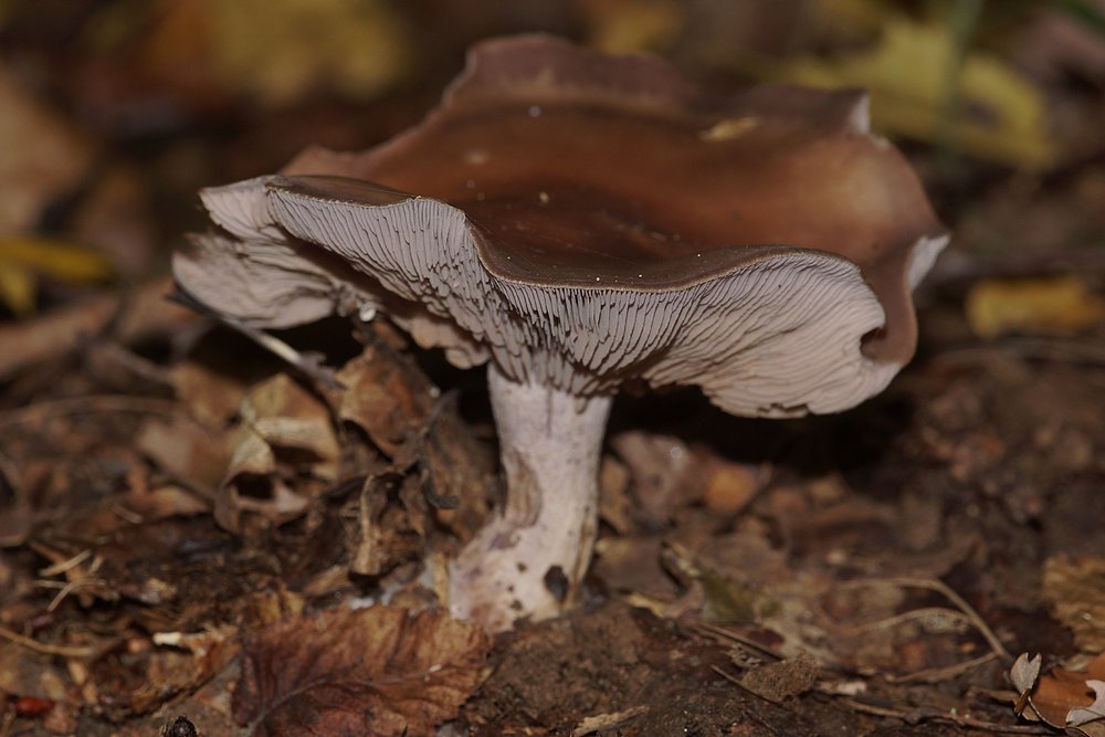 Schleierling Lepista nuda-a.jpg