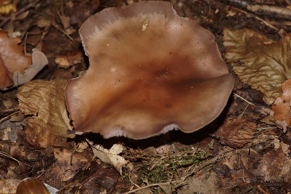Schleierling Lepista nuda.jpg
