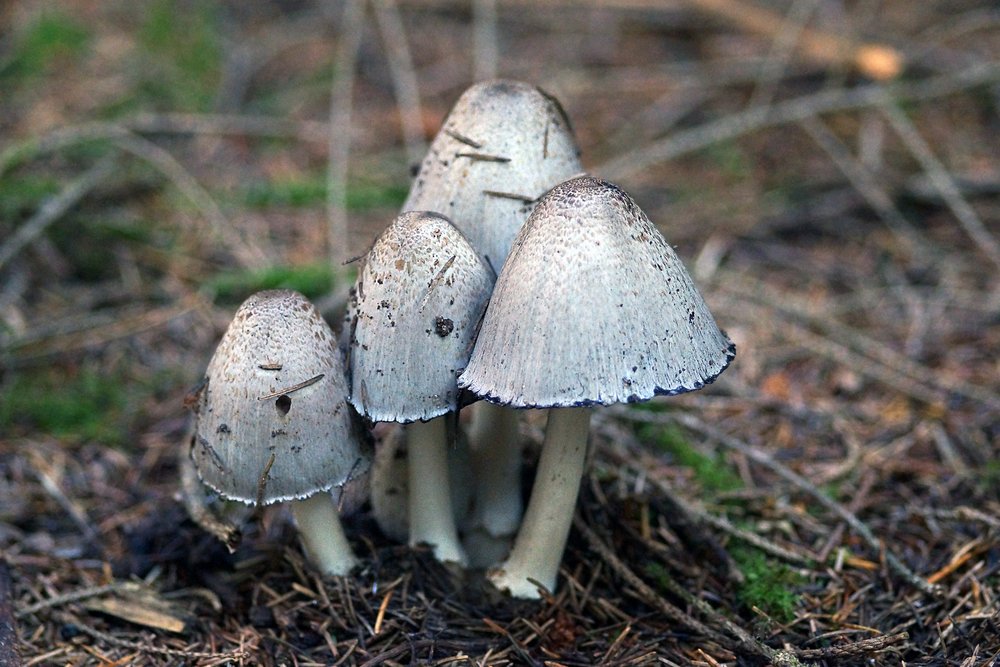 Schopftintlinge.jpg