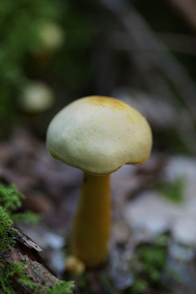 Schwefelritterling Tricholoma sulphureum.jpg