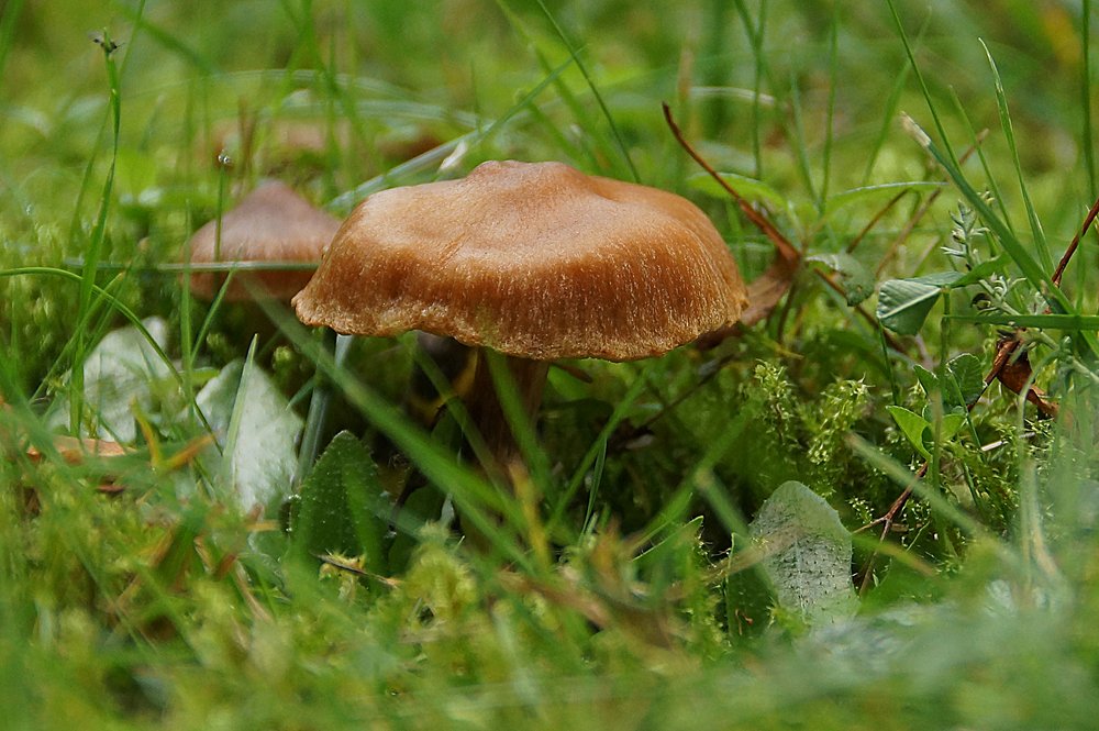 Spitzgebuckelter Rauhkopf.jpg