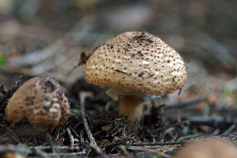 Spitzschuppiger Stachel-Schirmling Echinoderma asperum-a.jpg