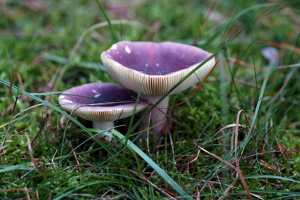 Stachelbeertaeubling-A.jpg