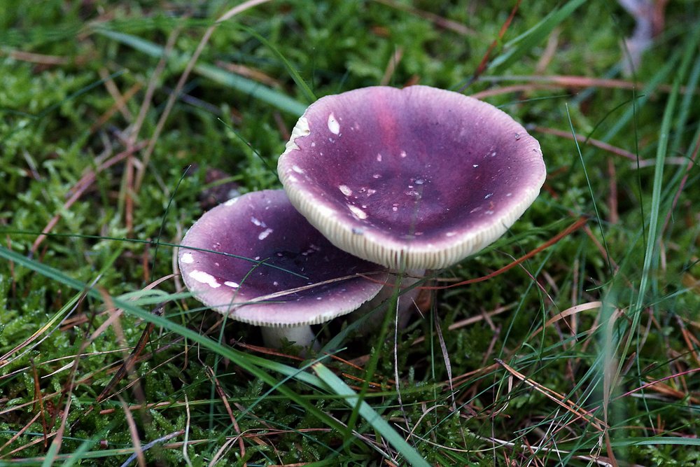 Stachelbeertaeubling.jpg