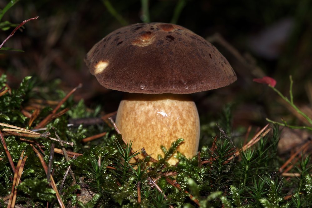 Steinpilz-a.jpg