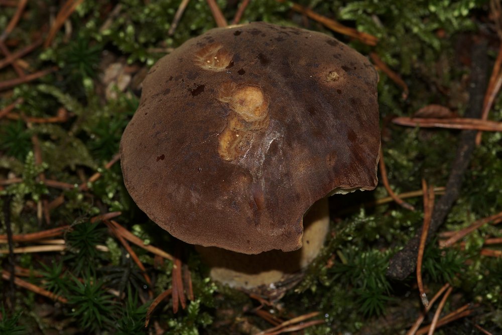 Steinpilz-b.jpg
