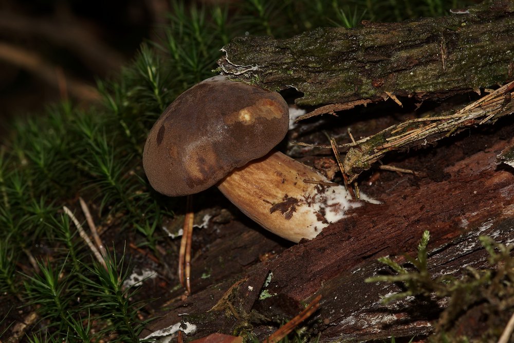 Steinpilz-c.jpg
