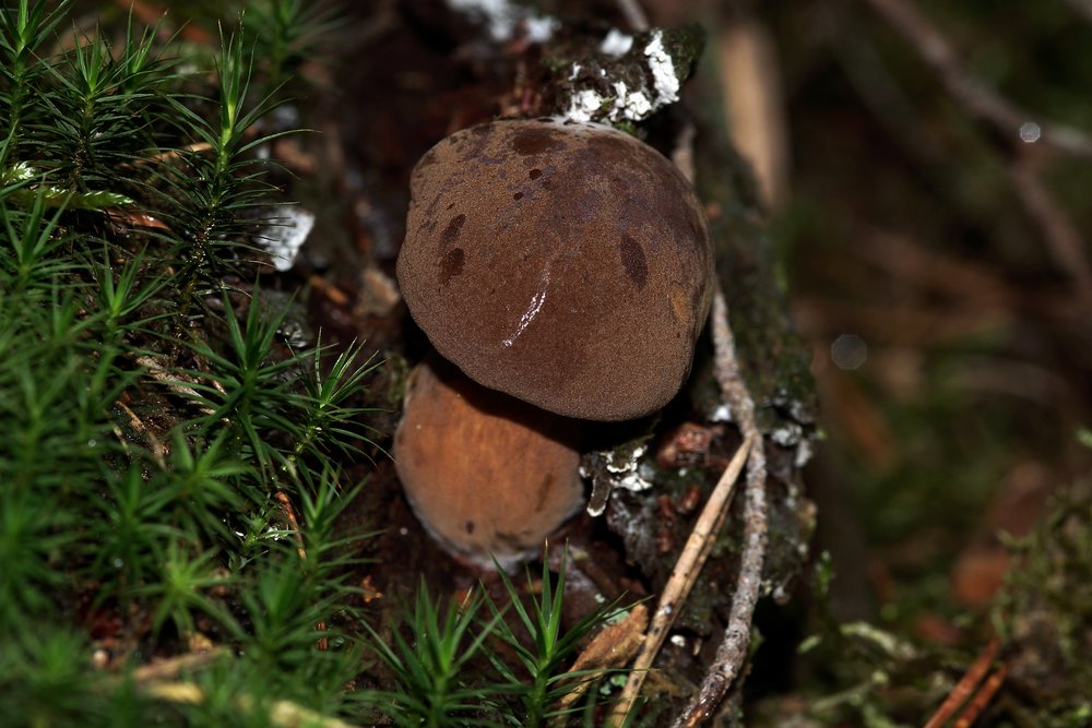 Steinpilz-d.jpg