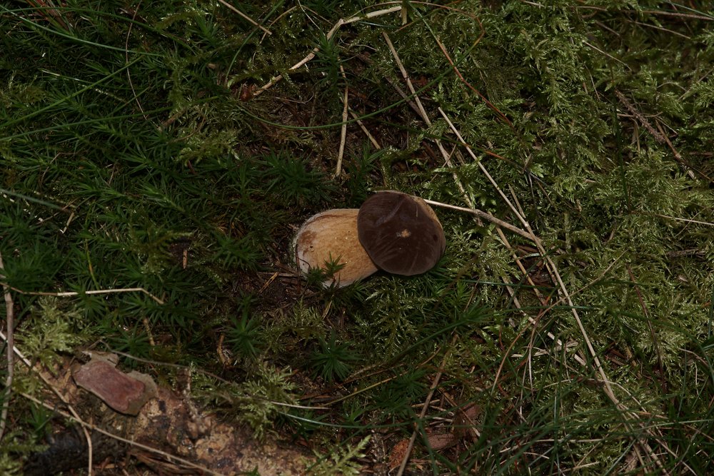 Steinpilz-f.jpg