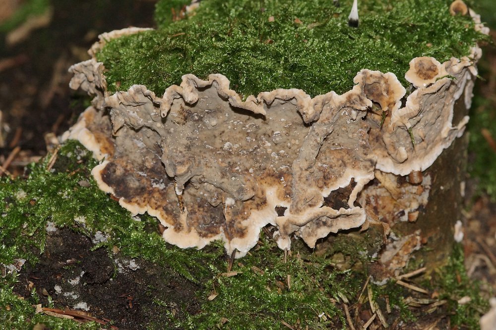 Stereum rugosum-a.jpg