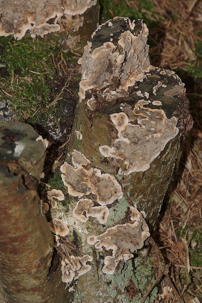 Stereum rugosum.jpg