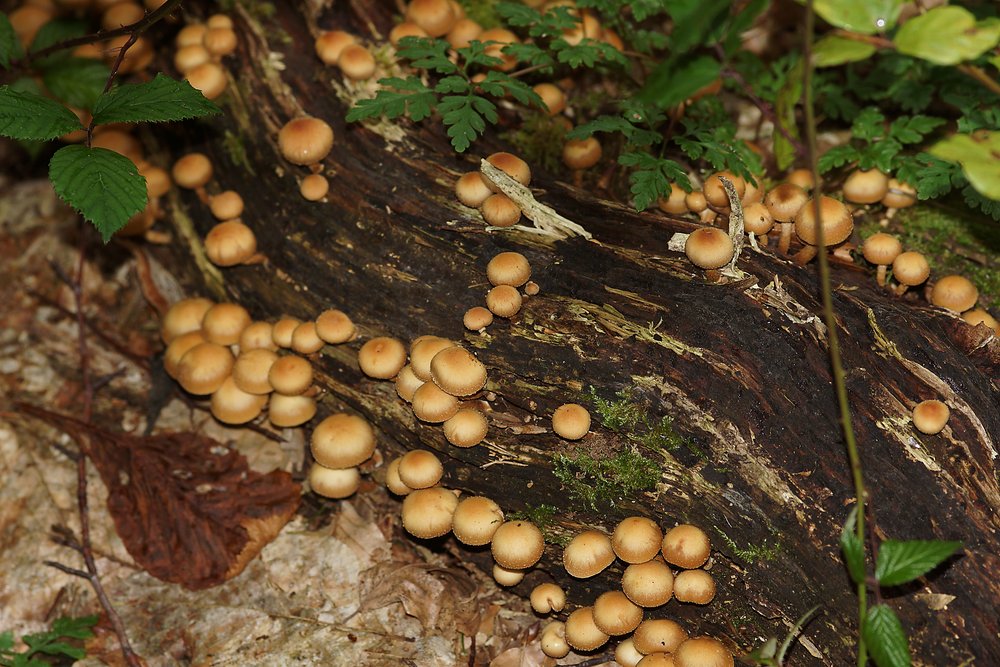 Stockschwaemmchen.jpg