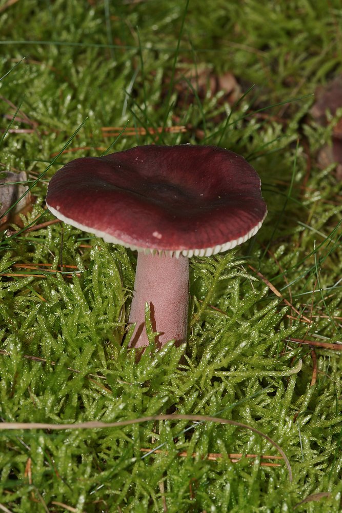 Taeubling Russula sp-a.jpg