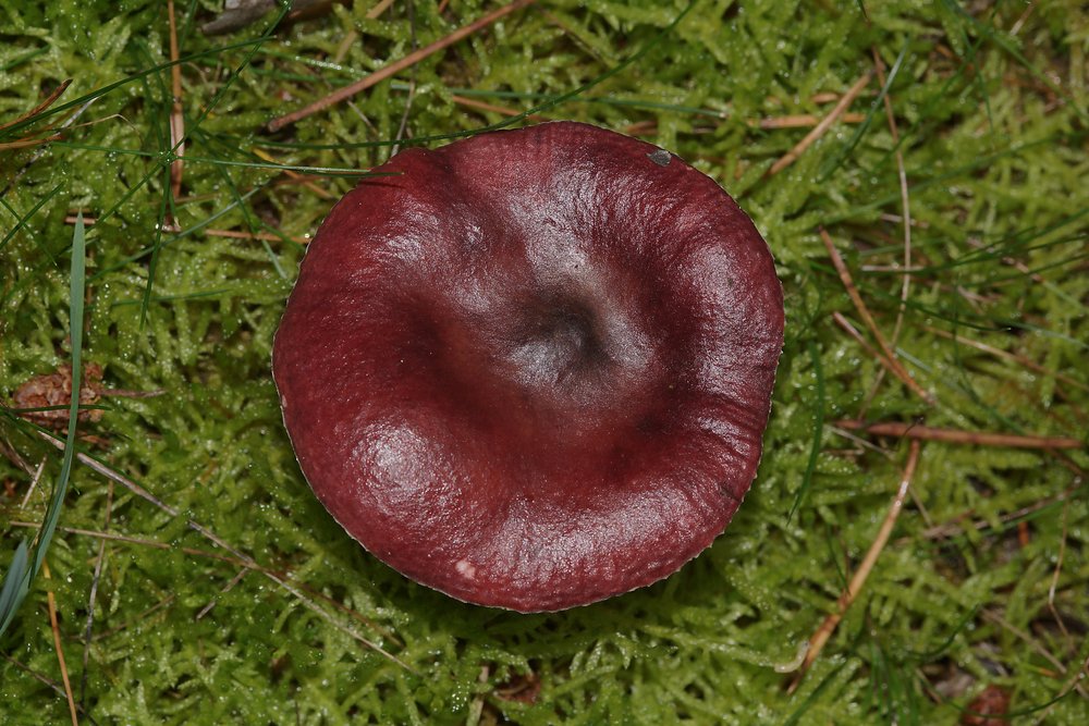 Taeubling Russula sp.jpg