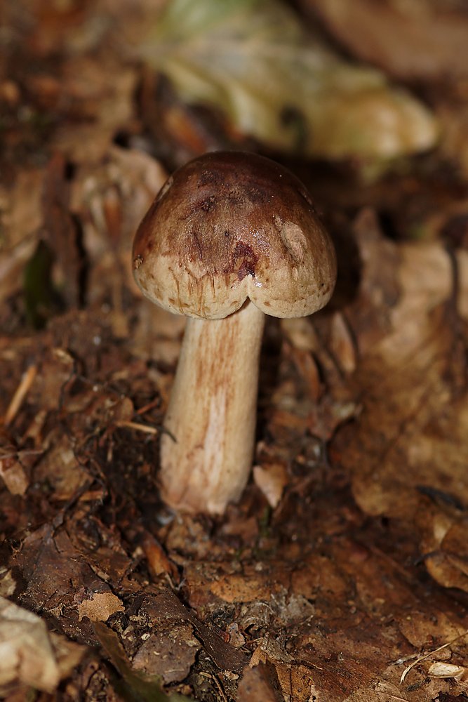 Tricholoma cf. imbricatum-1.jpg