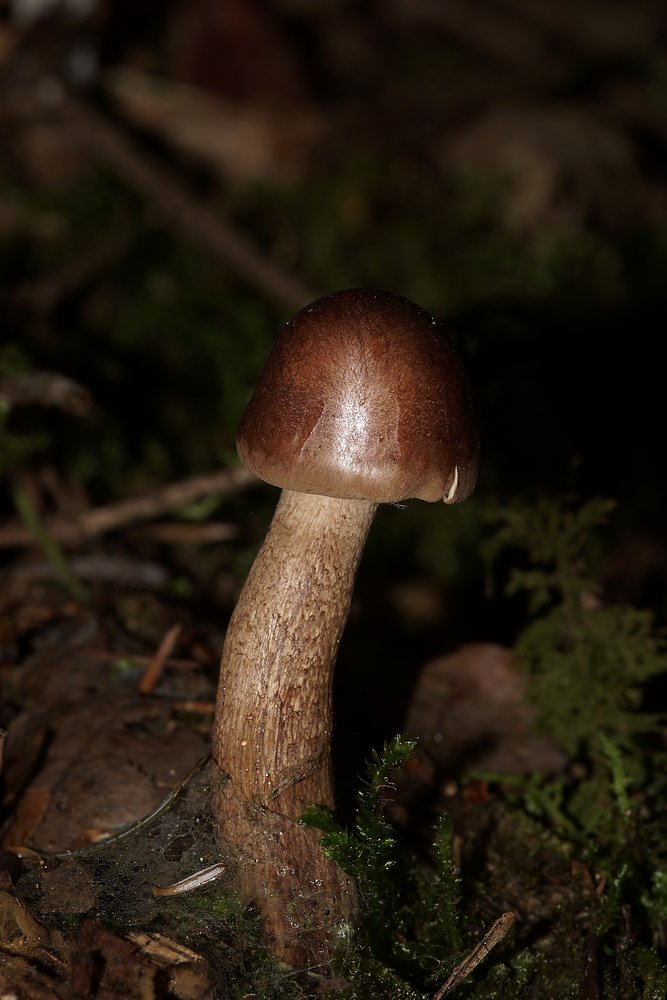 Tricholoma cf. imbricatum.jpg