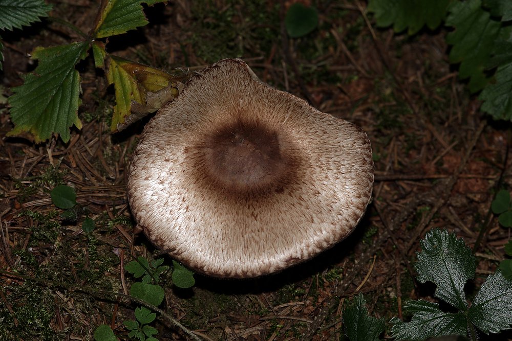 Waldchampignon.jpg