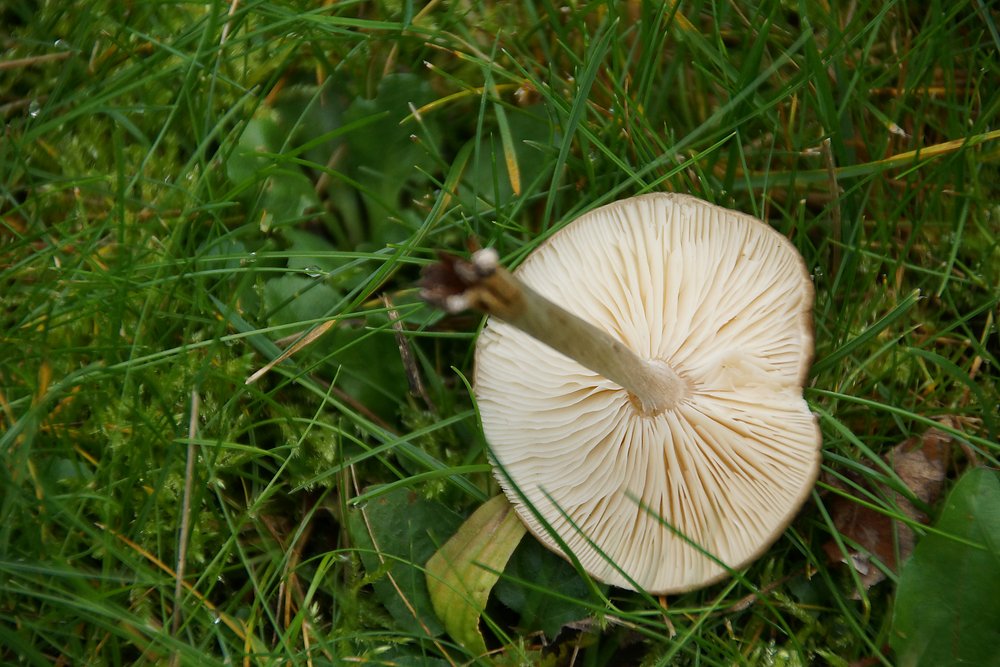 Weichritterling-b.jpg