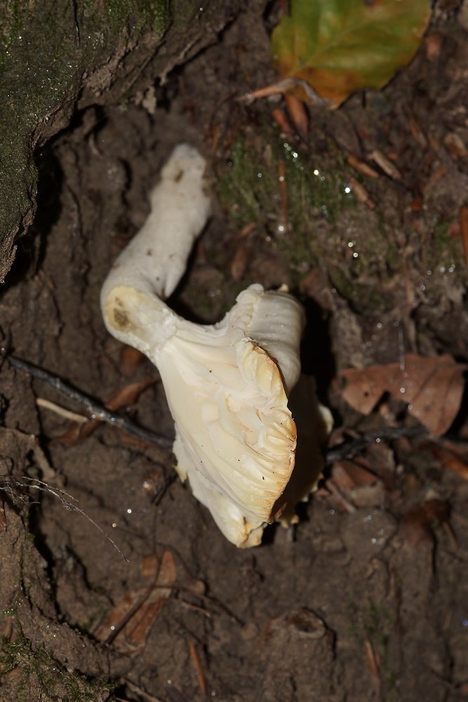 Weisser Ellering Cuphophyllus pratensis-a.jpg