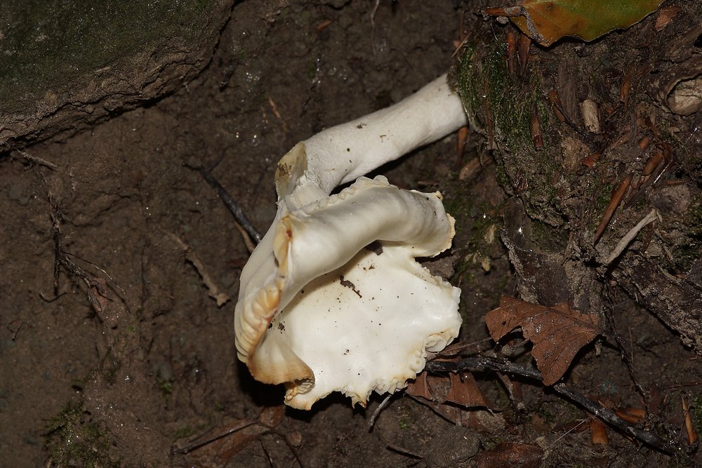 Weisser Ellering Cuphophyllus pratensis.jpg