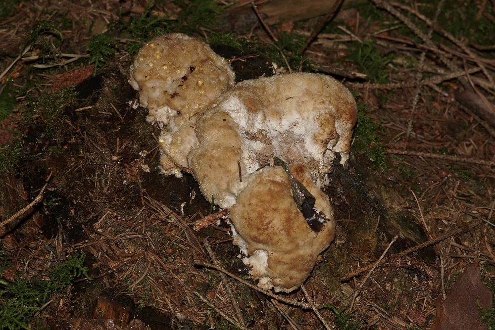 Weisser Polsterpilz-1.jpg