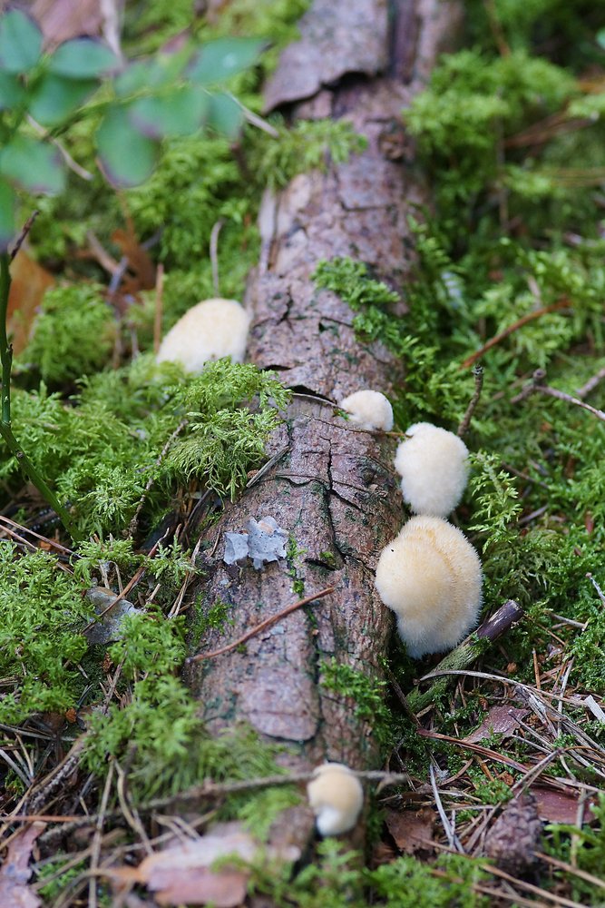 Weisser Polsterpilz-a.jpg
