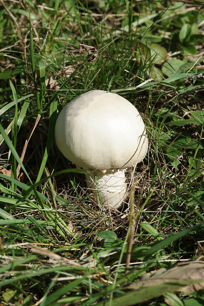 Wiesenchampignon-a.jpg